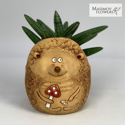 Композиция "Ежуня"