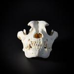 Череп собаки