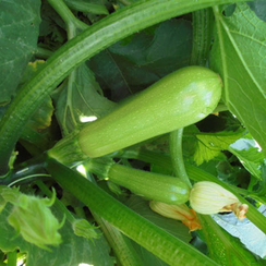 Тия F1 семена кабачка (Clause / Клос)