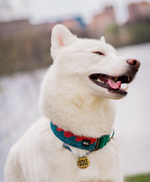 Ошейник Японское Море