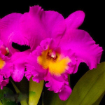 Орхидея ринхолелиокаттлея RLC. PINK EMPRESS