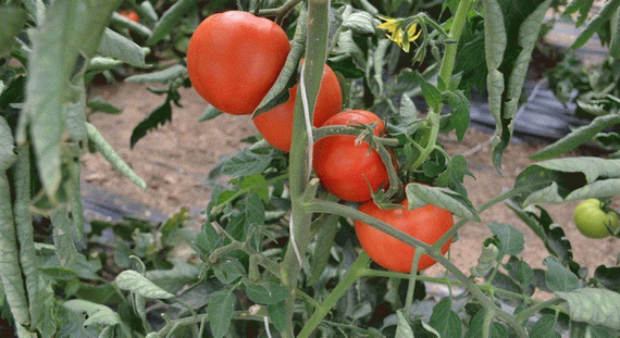 КОРВИНУС F1 семена томата (Seminis | Alexagro) – фото 6