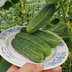 Огурцы - Бостонский Пикуль - Boston Pickle