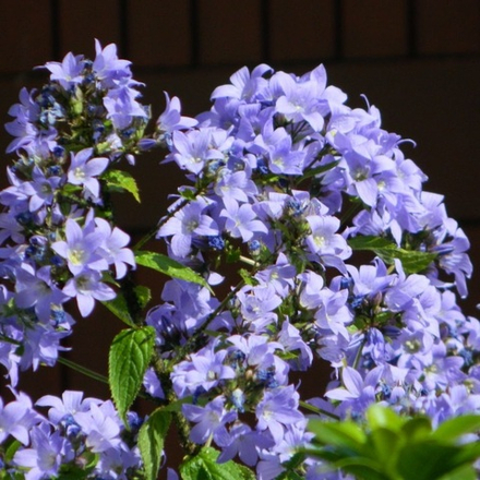 Колокольчик молчноцветковый "Prichards Variety". Campanula lactiflora "Prichards Variety".