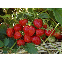 Земляника садовая Зенга Гигана Р9 Закупка М65 май-июнь 2026