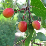 Яблоня "Rudolph"