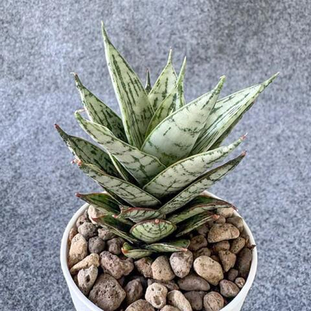 Сансевиерия MARGARITA