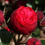 роза Ред Пиано