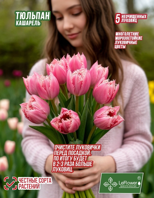 Тюльпан Луковица, Кашарель, 5+ шт
