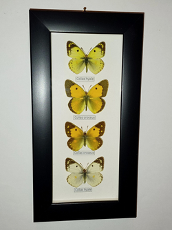 Бабочки Желтушки Colias в рамке