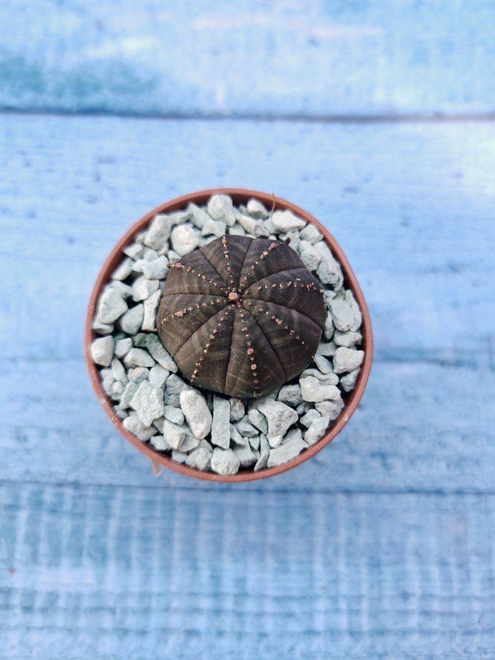 Суккулент Euphorbia Obesa (Эуфорбия)