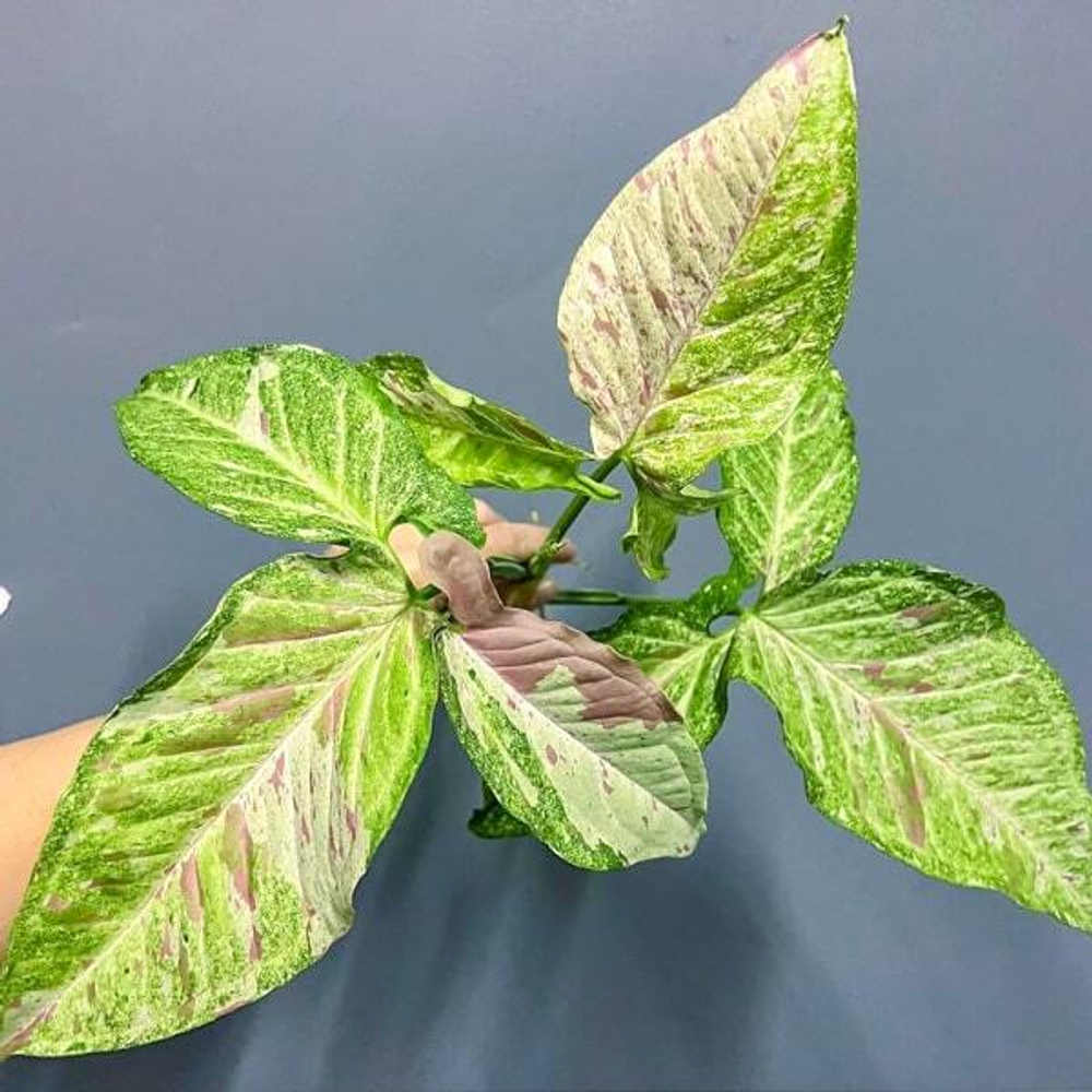 Сингониум MILK CONFETTI GALAXY