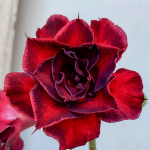 Адениум обесум 349