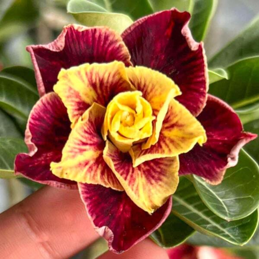 Адениум CHOM CHAN