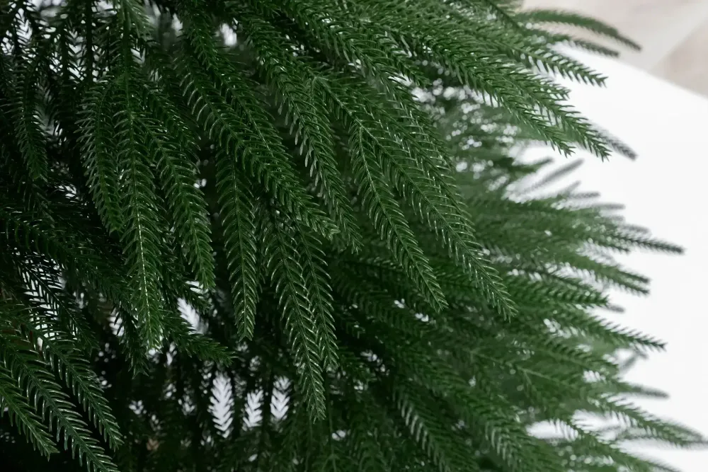 Искусственная ель «Араукария чилийская» (Литая хвоя) 210 см / 2,1 м