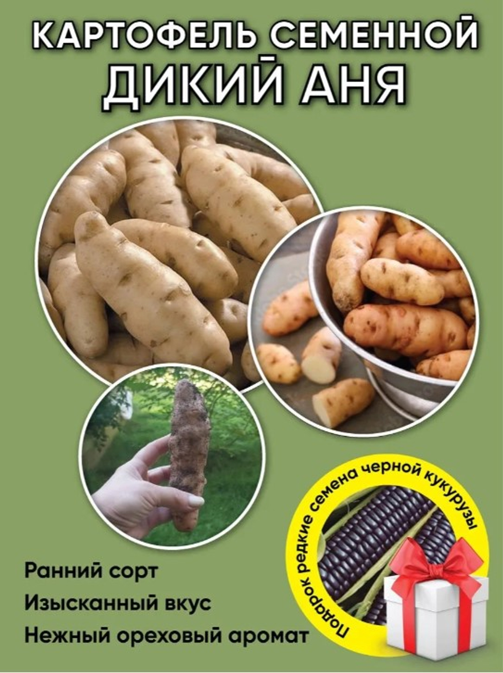Дикий картофель, 4 сорта, 12 клубней