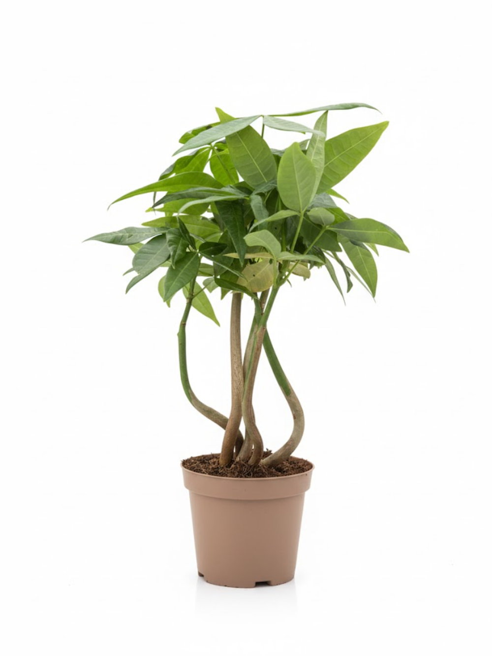 Пахира отогнутая д.9