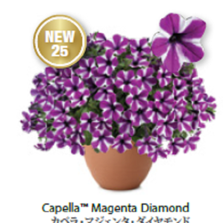 ЕВРО Петуния Capella Mangenta Diamond ОКС укорененные черенки