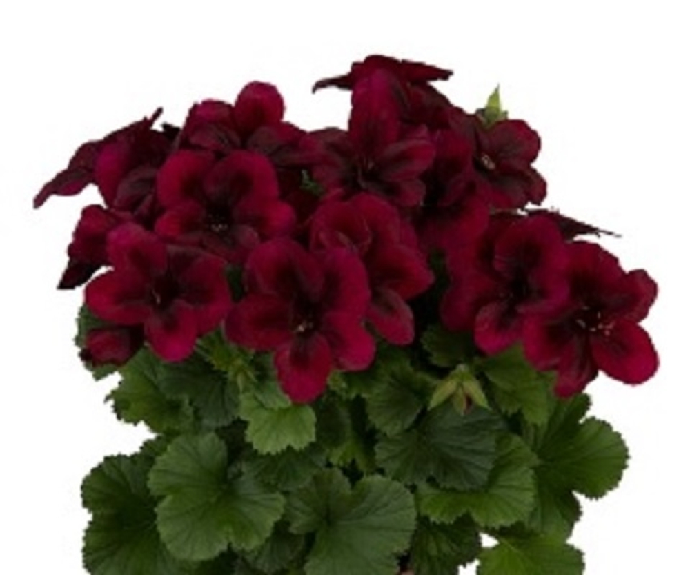 Пеларгония королевская Novita Classic Chocolate укорененный черенок ОКС