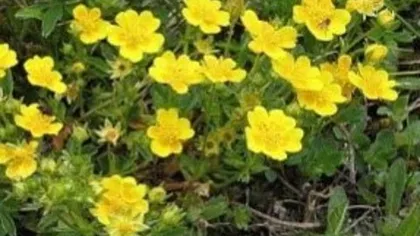 Лапчатка прямостоячая называется также «калган»