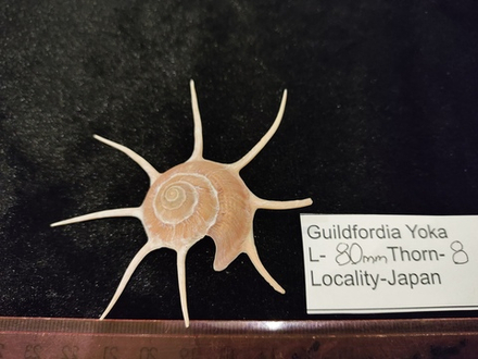 Гвилдфордия Йока "80-95мм"