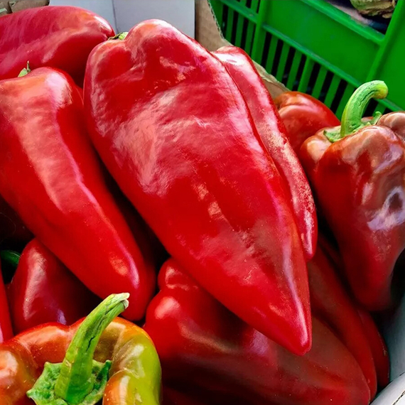 Каптур F1 семена перца сладкого (Seminis / Семинис) – фото 3