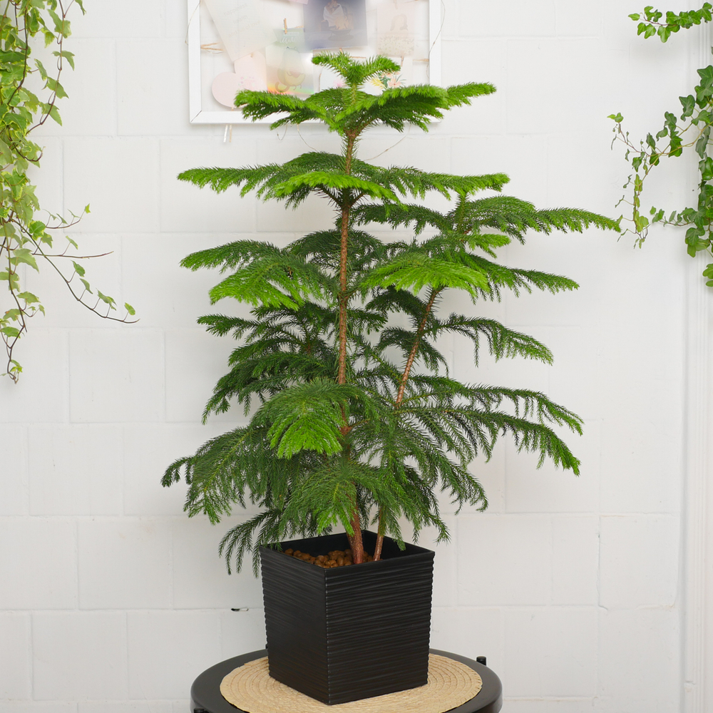 Араукария Гетерофилла 90см