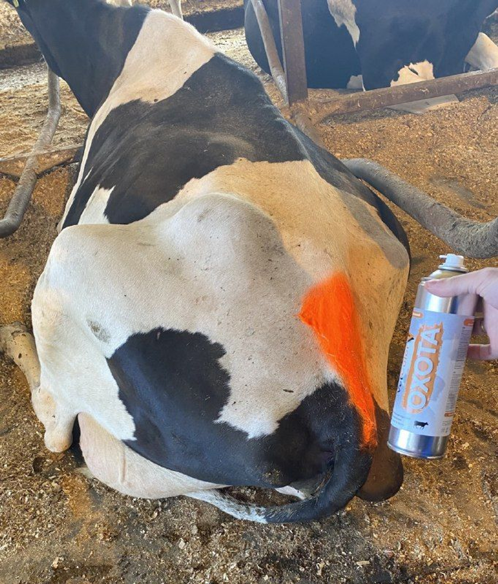 Аэрозольная краска VetColor ОХОТА для выявления животных в охоте, цвет оранжевый, 520 мл