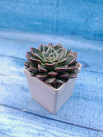 Graptopetalum Vega (Граптопеталлум)