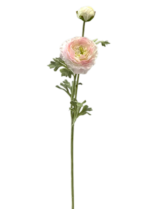 Ранункулюс розовый 2 бутона