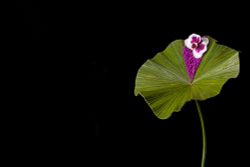 International Floral Art 2021/2022
