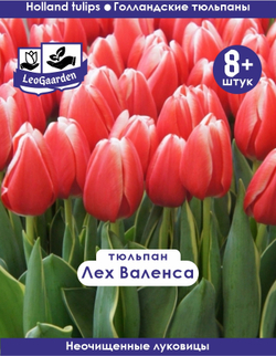 Тюльпан Луковица, Лех Валенса, 8+ шт
