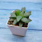 Haworthia Comptoniana Hybride hybrid (Хавортия)