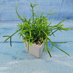 Rhipsalis Cassutha (Рипсалис)