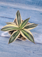 Agave Americana Mediopicta (Агава)