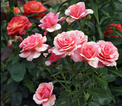 Поэзия (Poesie)