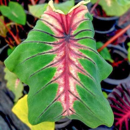 Колоказия ANGEL MASK