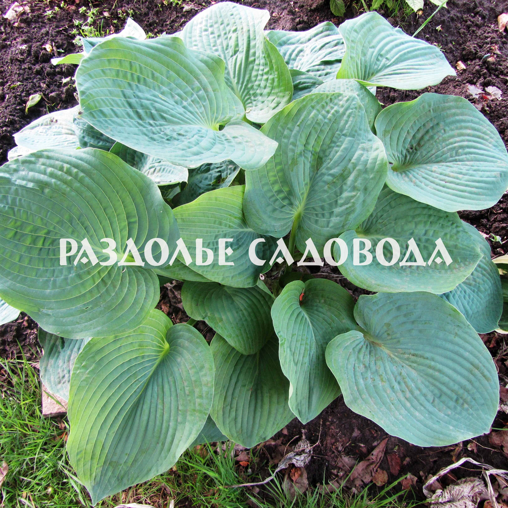 Хоста Зибольда Элеганс