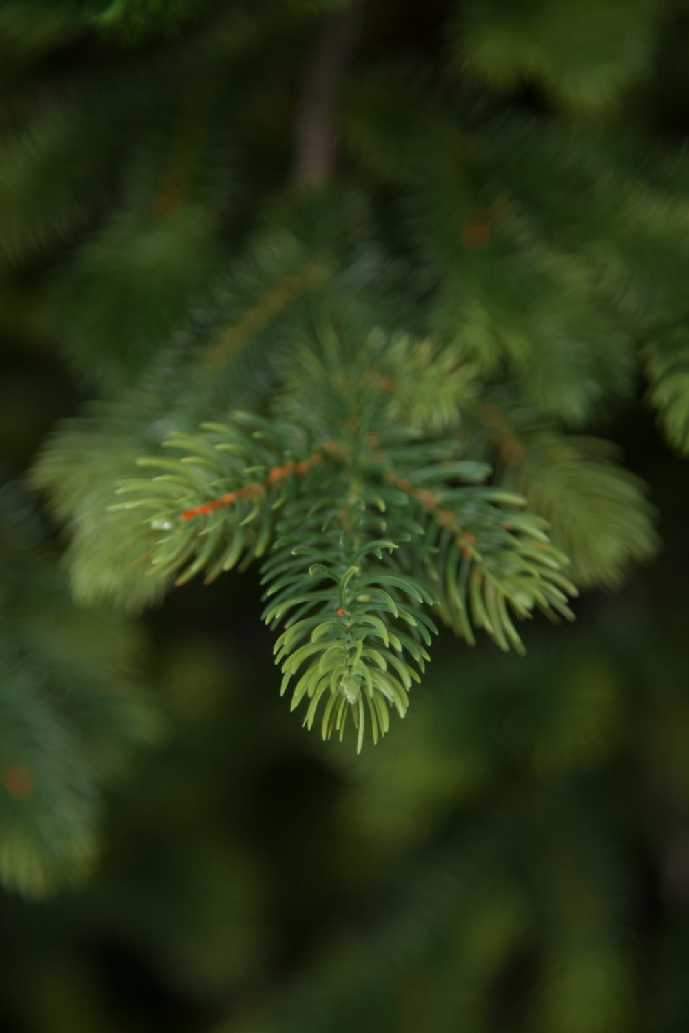 Ель Городская 100% литая 155см зеленая Black Box