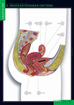 Комплект таблиц "Строение тела человека" (10табл.+ 80 карт.)