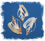 Срезы собачьего стромбуса