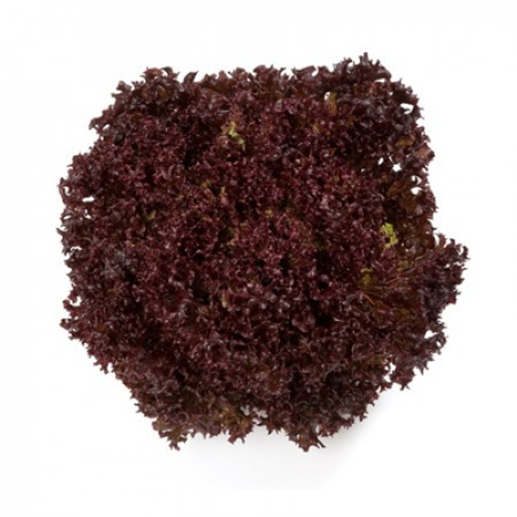 Кармези семена салата лолло росса (Rijk Zwaan / Райк Цваан) продукт – фото 2