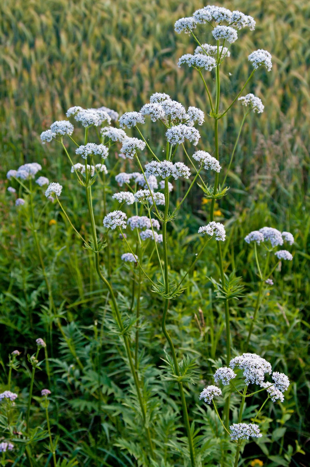 Валериана лекарственная. Valeriana officinalis.