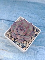 Echeveria Summer (Эхеверия)