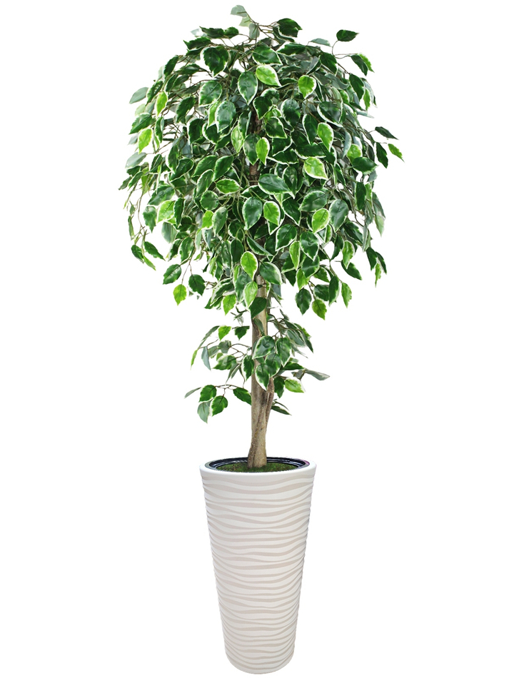 Искусственное дерево Фикус Пестрый 190 см в высоком круглом белом кашпо
