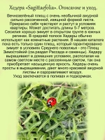 Хедера Сагиттефолия плющ