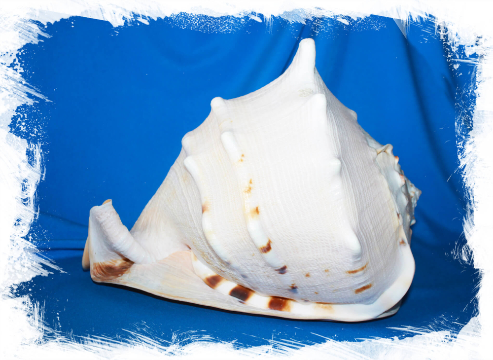 Декоративная раковина