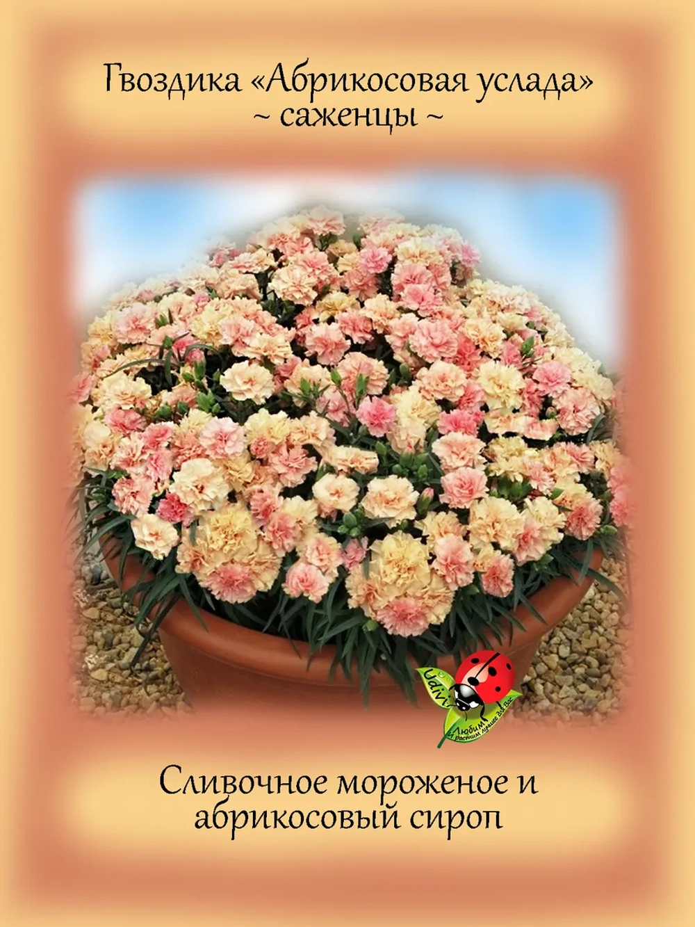 Гвоздика Абрикосовая услада Sweet Pleasure Aprikot