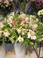 Альстромерии