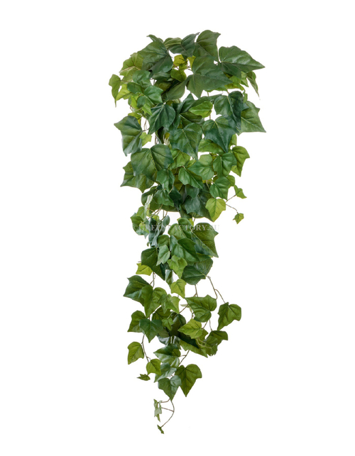 Английский плющ крупнолистный